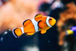 乌迪内斯击败博洛尼亚，重返胜利轨道